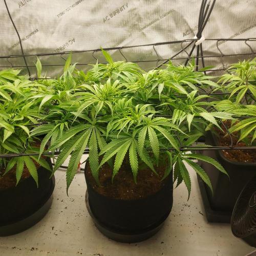 Punch Pie x 2 - Ready for a Knockout!. Week 8 - Day 51