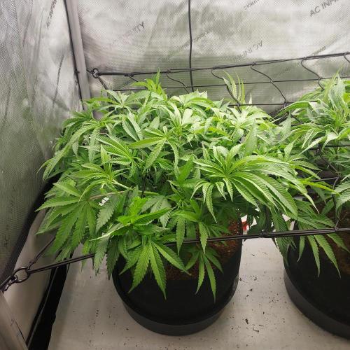 Punch Pie x 2 - Ready for a Knockout!. Week 8 - Day 51