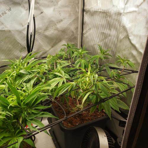 Wedding Gelato - The Bride. Week 8 - Day 57 - All Squares and Tops Prioritize - She Looks a Bit Wiry But I have Hope!