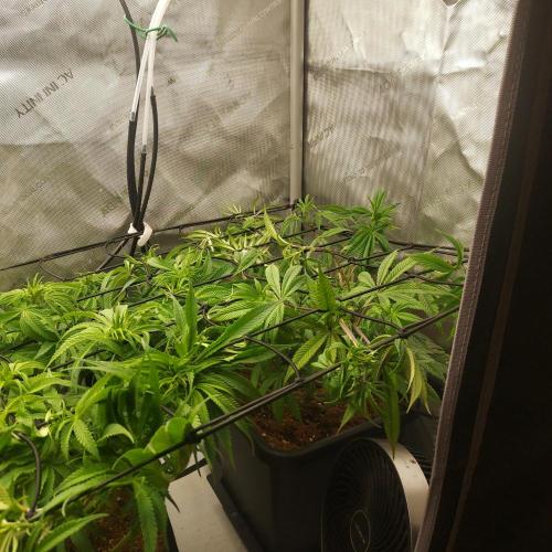 Wedding Gelato - The Bride. Week 8 - Week 8 - Day 56 - The Final Tuck for ScrOG