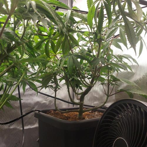 Wedding Gelato - The Bride. Week 8 - Week 8 - Day 56 - Under Canopy Training - Stems Not as Robust as Punch Pie