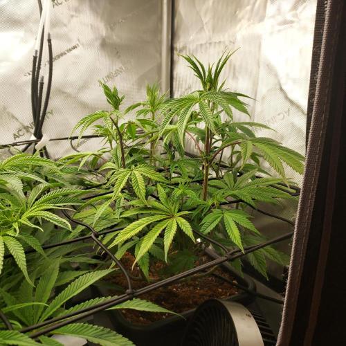 Wedding Gelato - The Bride. Week 8 - Day 54 - Pre-Tuck