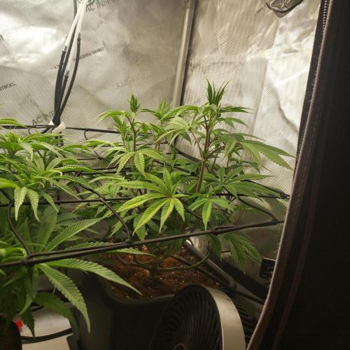 Wedding Gelato - The Bride. Week 8 - Day 53 - Pre-tuck