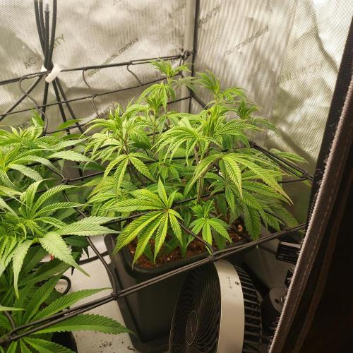 Wedding Gelato - The Bride. Week 8 - Day 51