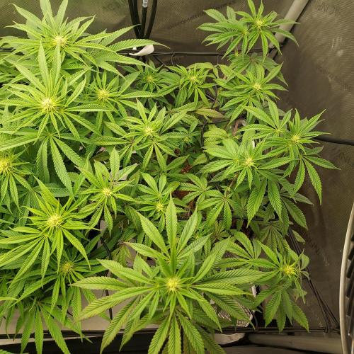 Wedding Gelato - The Bride. Week 9 - Day 23 - Flower - Buds Starting!