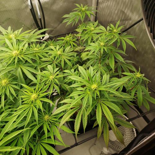 Wedding Gelato - The Bride. Week 9 - Day 23 - Flower - Buds Starting!