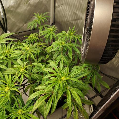 Wedding Gelato - The Bride. Week 9 - Week 3 - Day 21 Flower