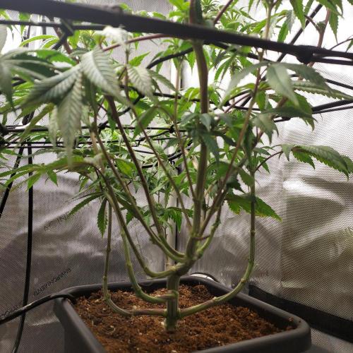 Wedding Gelato - The Bride. Week 9 - Week 3 - Day 21 Flower - Under Canopy Training