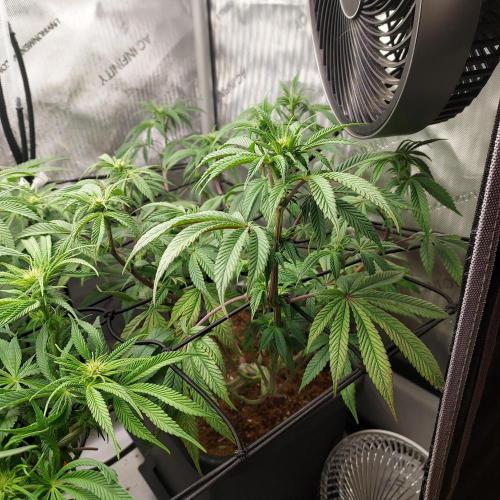 Wedding Gelato - The Bride. Week 9 - Week 3 - Day 21 Flower