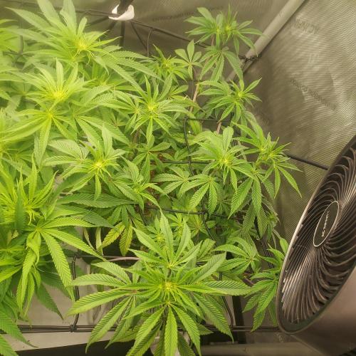 Wedding Gelato - The Bride. Week 9 - Day 19