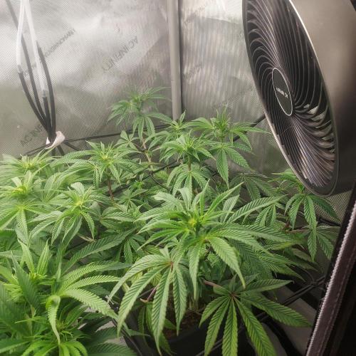 Wedding Gelato - The Bride. Week 9 - Day 19