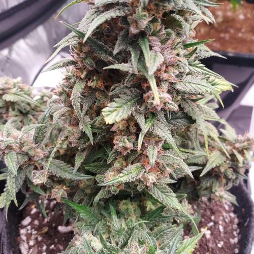 Strawberry Gorilla Auto - 3 Gallon Soil. Week 10 - Solid Density!