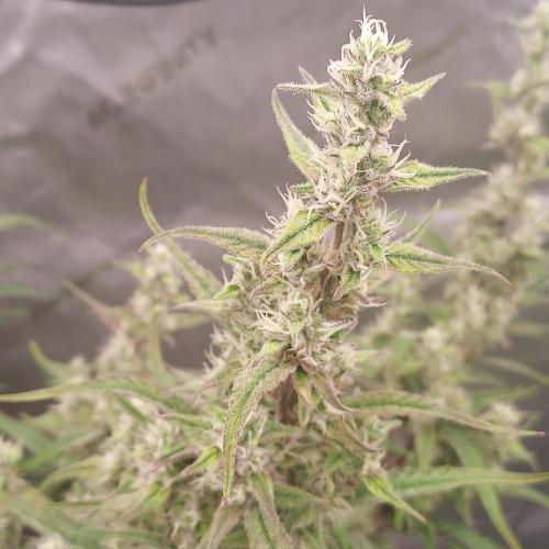 Critical Mass CBD Auto. Week 7 - Day 52 - I'll try and photo this stem for bud development