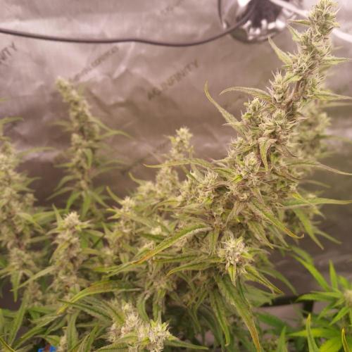 Critical Mass CBD Auto. Week 7