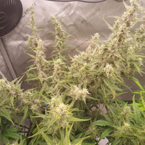 Critical Mass CBD Auto. Week 7 - Day 52