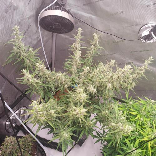 Critical Mass CBD Auto. Week 7 - Day 52 - I hope for big development!