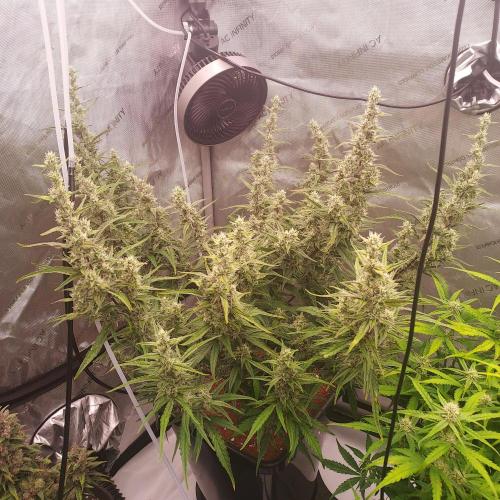 Critical Mass CBD Auto. Week 7 - Day 52 - I hope for big development!