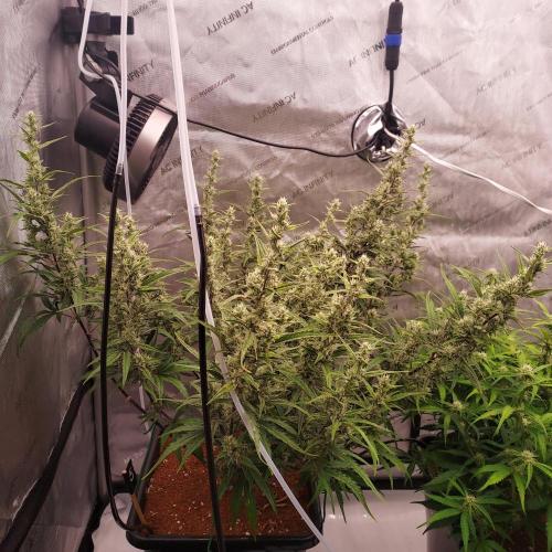 Critical Mass CBD Auto. Week 7 - Day 52