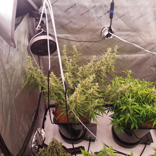 Critical Mass CBD Auto. Week 7 - Day 52