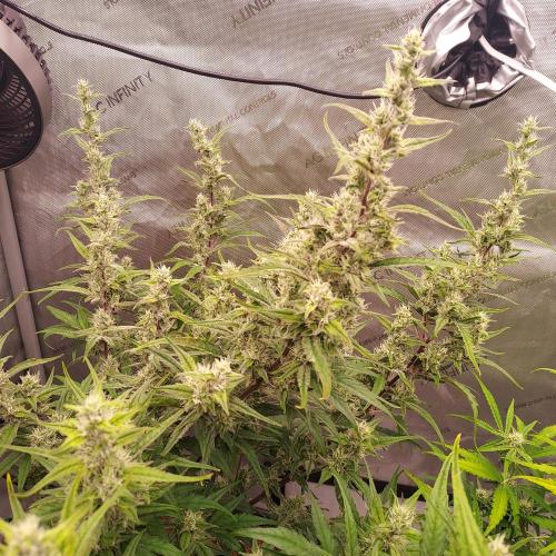 Critical Mass CBD Auto. Week 7 - Day 50