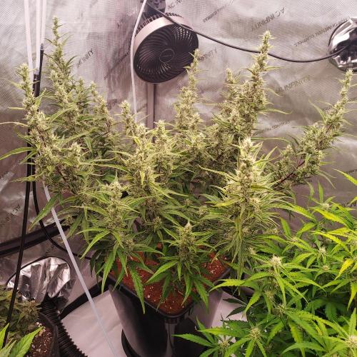 Critical Mass CBD Auto. Week 7 - Day 50