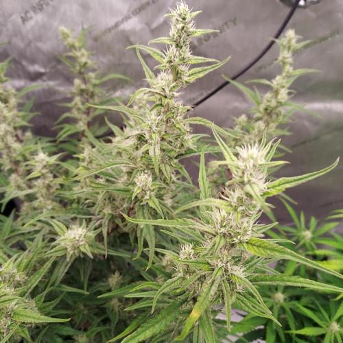 Critical Mass CBD Auto. Week 7 - Day 50