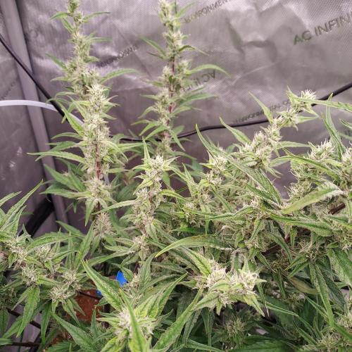 Critical Mass CBD Auto. Week 7 - Day 50