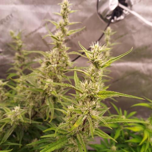 Critical Mass CBD Auto. Week 7