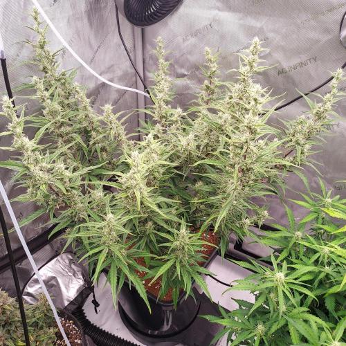 Critical Mass CBD Auto. Week 7