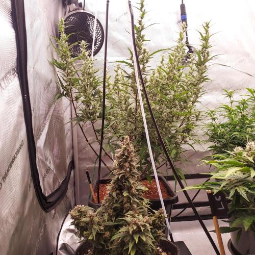 Critical Mass CBD Auto. Week 7 - Day 50 - Funny Size Comparison with a Soil Grow