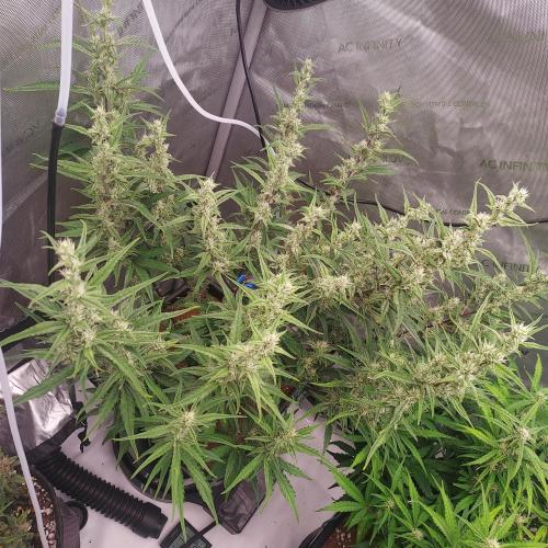 Critical Mass CBD Auto. Week 7 - Day 46