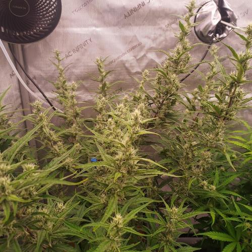 Critical Mass CBD Auto. Week 7 - Day 46