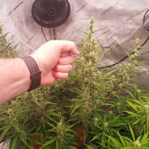 Critical Mass CBD Auto. Week 7 - I hope she ripens to be fist sized! Day 46