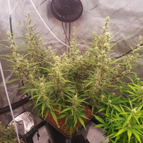 Critical Mass CBD Auto. Week 7