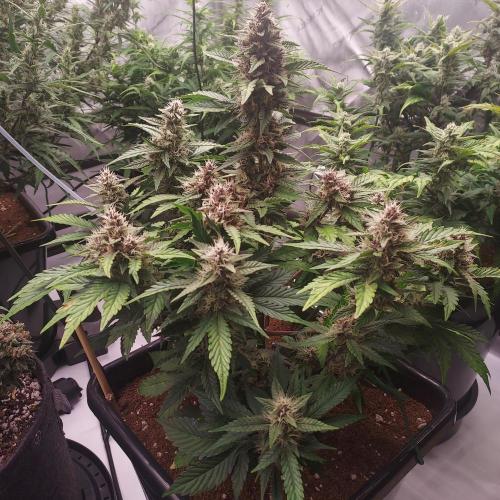 Lemon Cherry Cookies Auto. Week 7