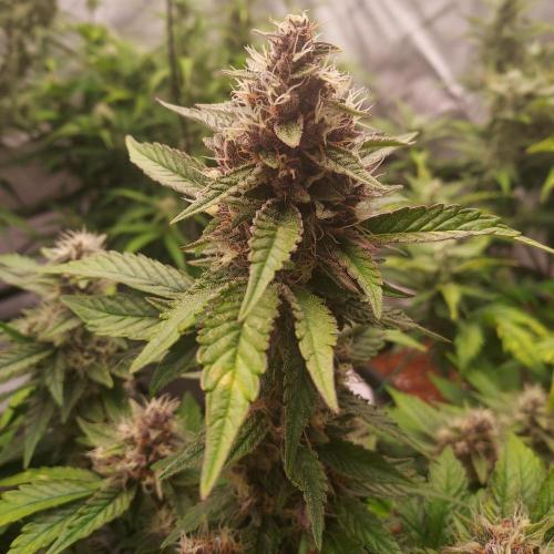 Lemon Cherry Cookies Auto. Week 7 - Day 52 - I love the Color