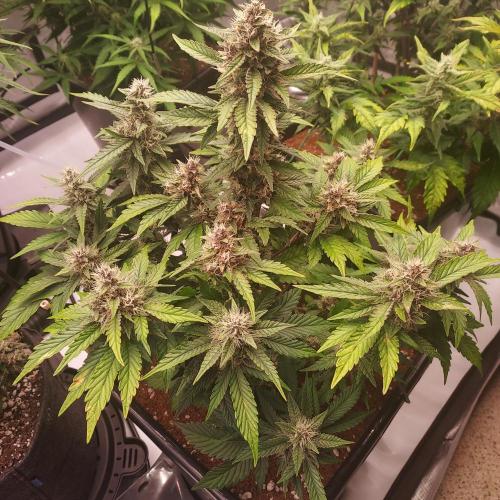 Lemon Cherry Cookies Auto. Week 7 - Day 52 - Not Too Much Stress, Happy!