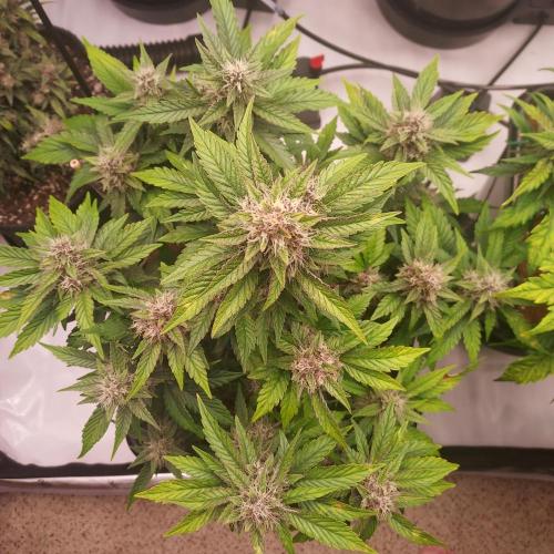 Lemon Cherry Cookies Auto. Week 7 - Day 52 - Stellar