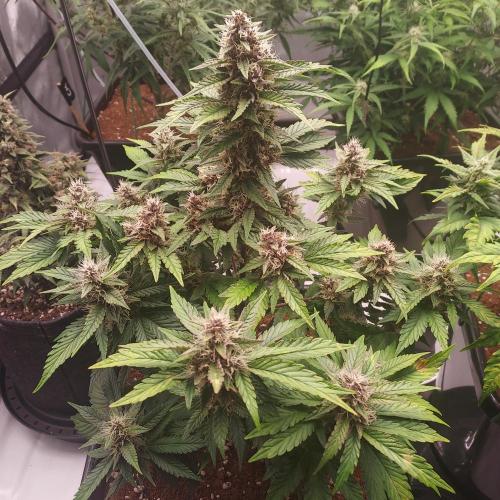 Lemon Cherry Cookies Auto. Week 7 - Day 52 - Beautiful Arrangement!