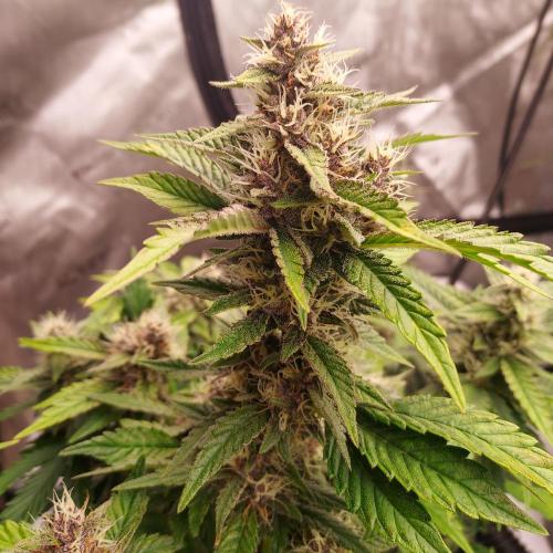 Lemon Cherry Cookies Auto. Week 7 - Day 50