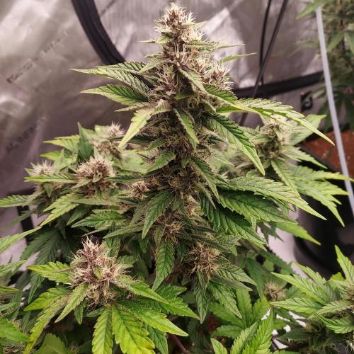 Lemon Cherry Cookies Auto. Week 7 - Day 50