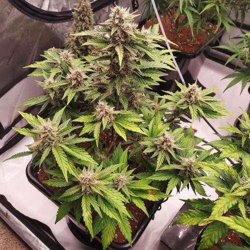 Lemon Cherry Cookies Auto. Week 7 - Day 50