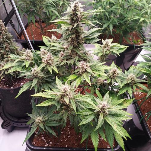 Lemon Cherry Cookies Auto. Week 7