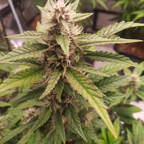 Lemon Cherry Cookies Auto. Week 7 - Day 46