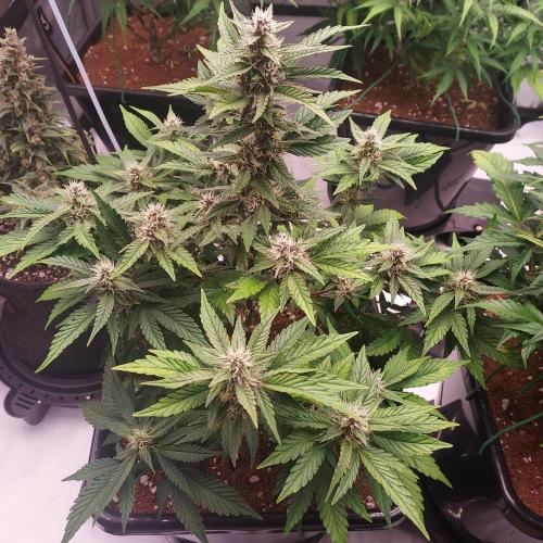 Lemon Cherry Cookies Auto. Week 7 - Day 46