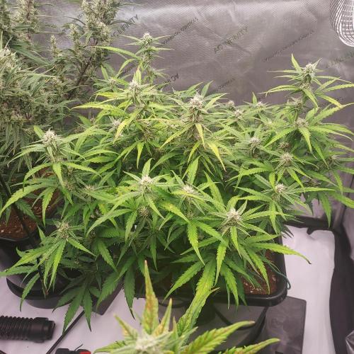 Hyperion F1. Week 7 - Day 52 