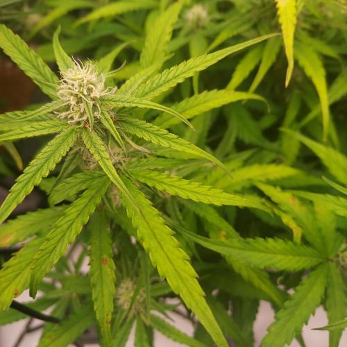 Hyperion F1. Week 7 - Day 52 - Minor Stress and Damage