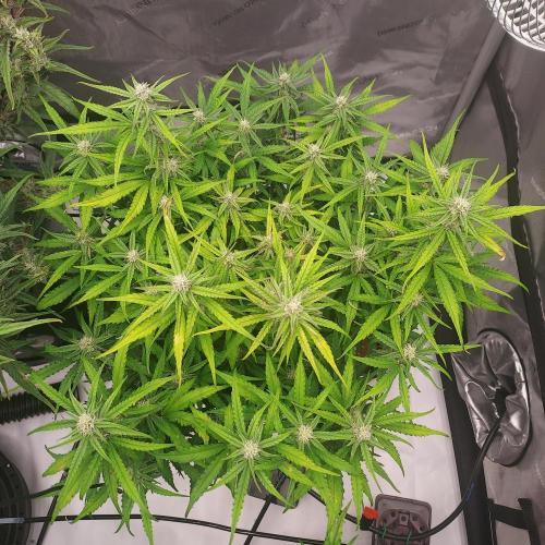 Hyperion F1. Week 7 - Day 52 - Lovely and Happy Canopy!