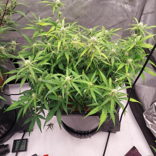 Hyperion F1. Week 7