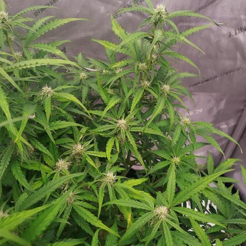 Hyperion F1. Week 7 - Day 46